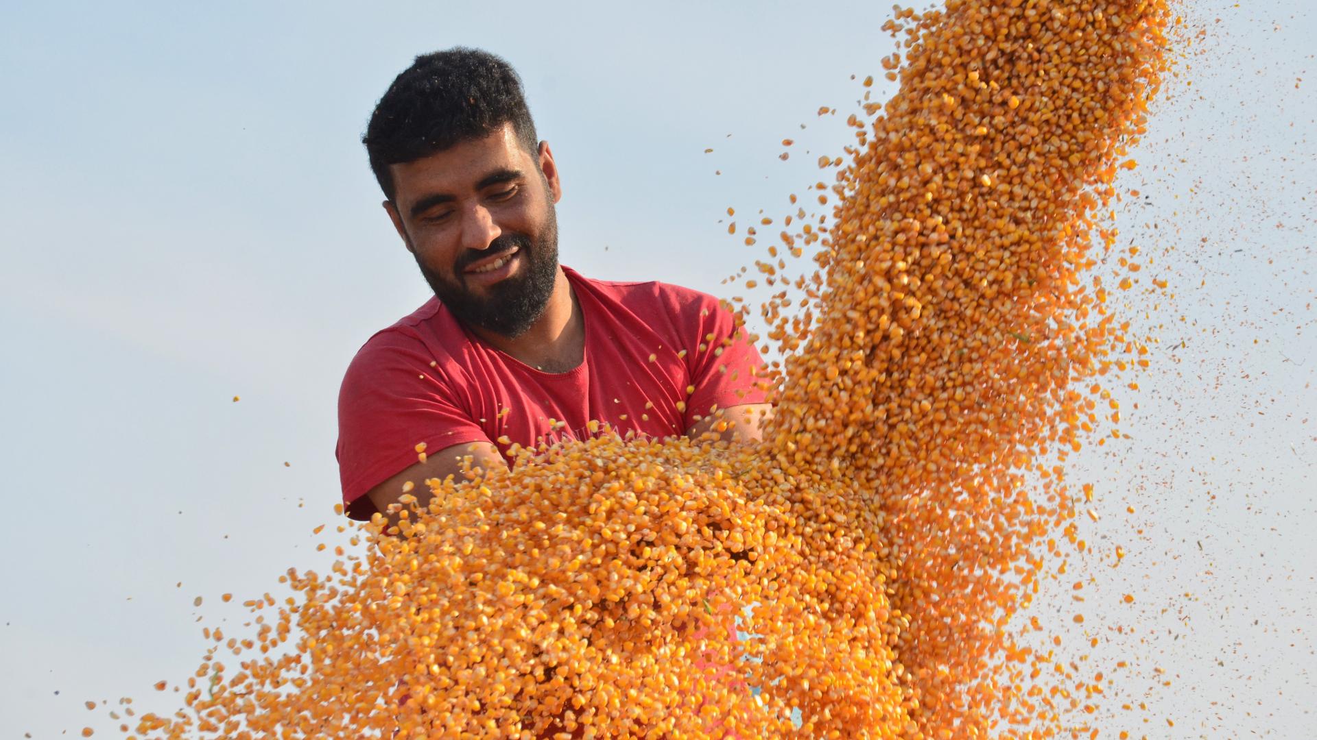 Landbouwproject Syrië (Shutterstock beeld: vermelden!)